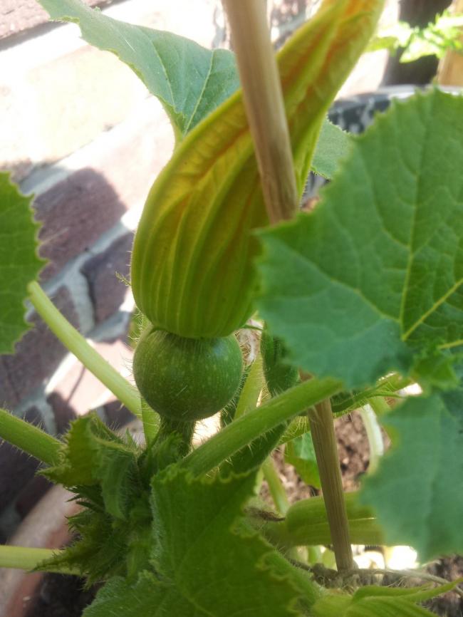 eerste-courgette68531370866679.jpg