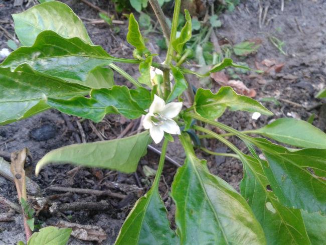 eerste-paprika-bloesem-1-juni95231401695362.jpg