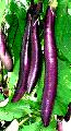 eggplantfengyaunpurple2096455thumb57941333838909.gif