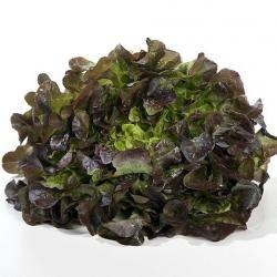 eikenbladsla-hoja-roble-roja63491457890637.jpg
