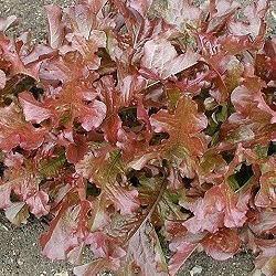 eikenbladsla-red-salad-bowl24491457890640.jpg