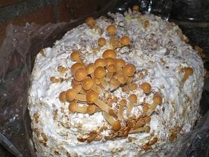 enoki-in-zak52701327416972.jpg