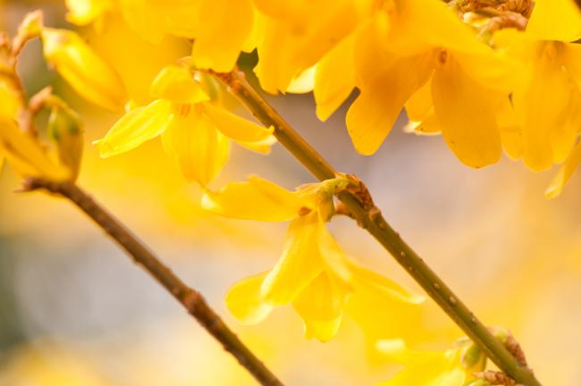 forsythia-250211366558499.jpg