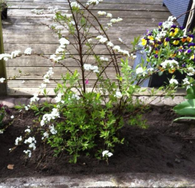 foto-1-spirea92091370268550.PNG