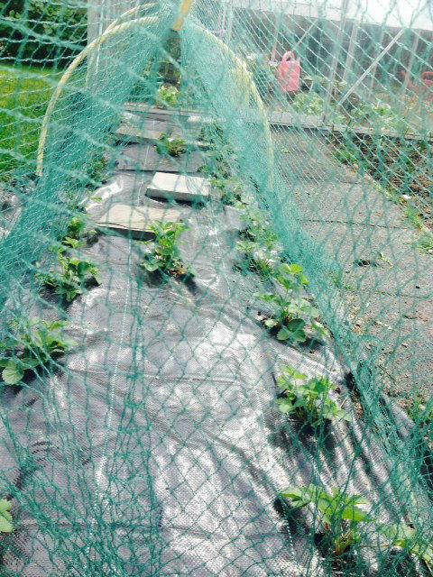 foto-aardbeien-271591398517826.JPG