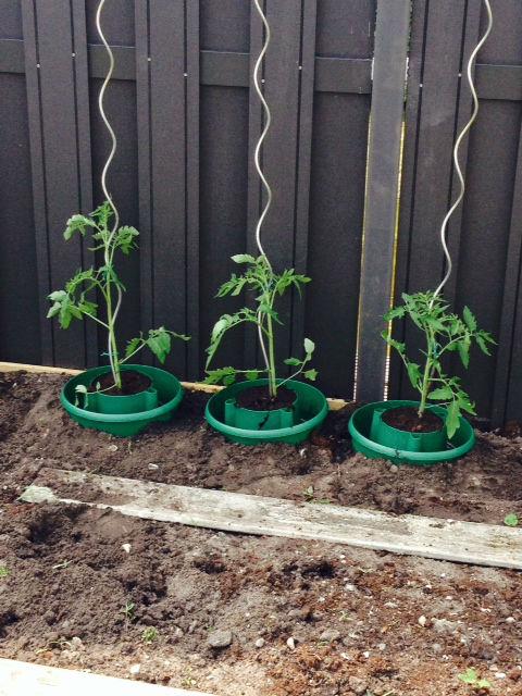 foto-tomaten-buiten17441398871426.JPG