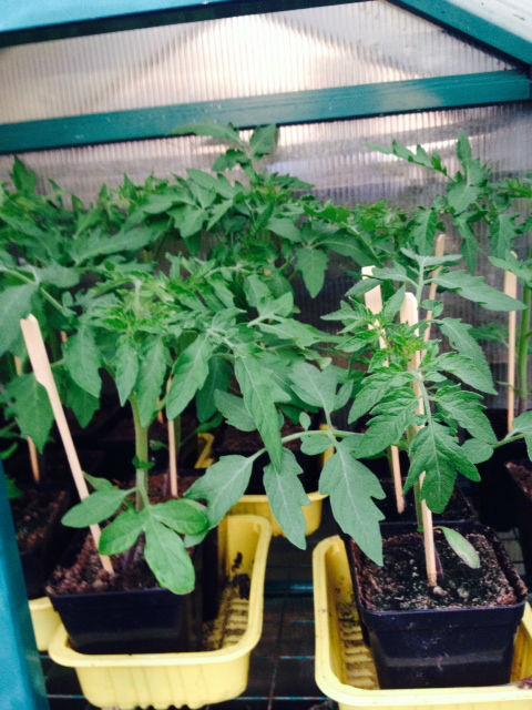foto-tomaten41021398192402.JPG