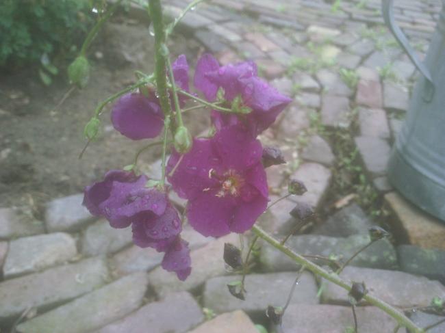 foto00568011338830550.jpg