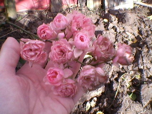 foto010493461349626249.jpg