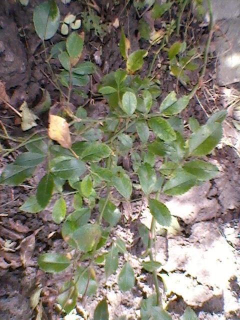 foto010525361349626257.jpg