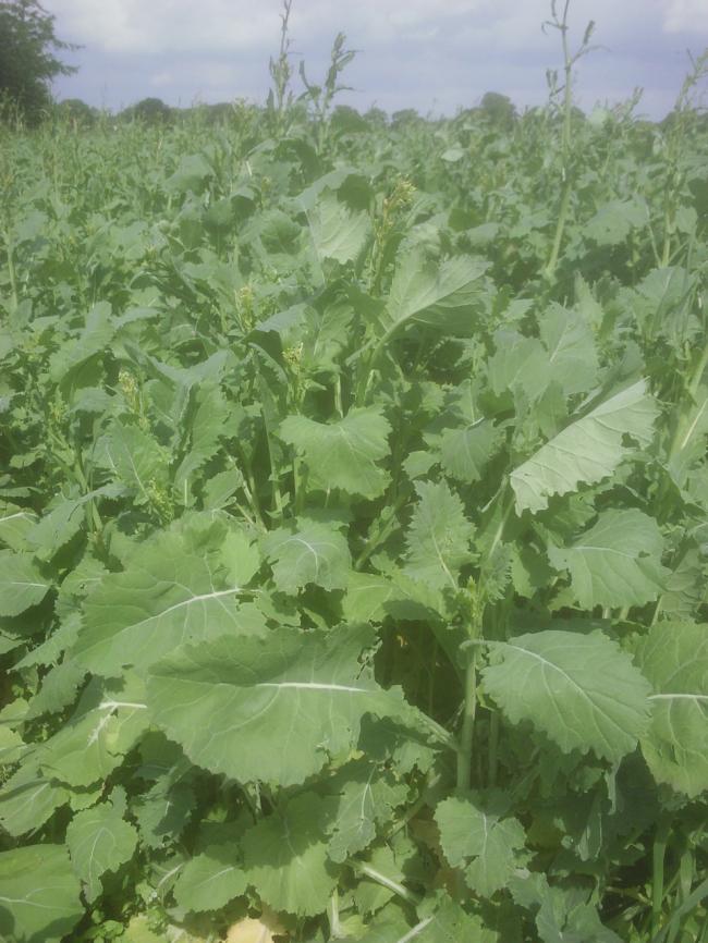 Raapzaad en koolzaad voor olie In het groot Moestuin Forum Raapzaad en koolzaad voor olie In het groot Moestuin Forum