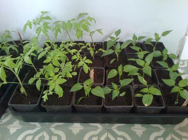foto014863711365079394.jpg