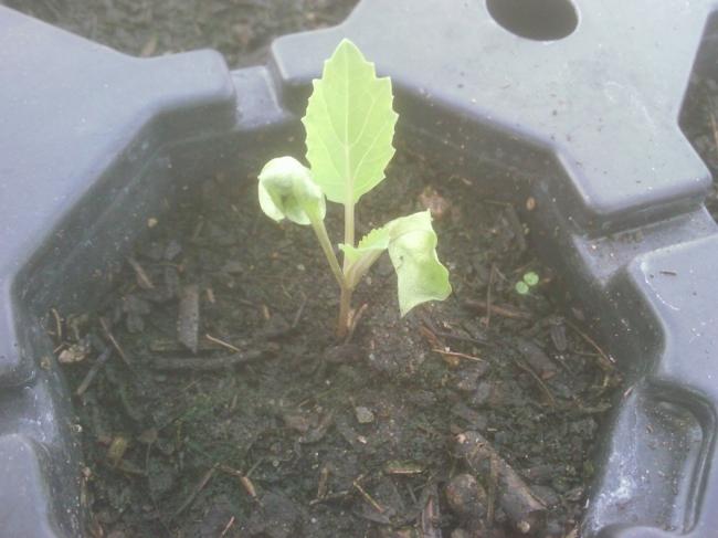foto01650191332233954.jpg