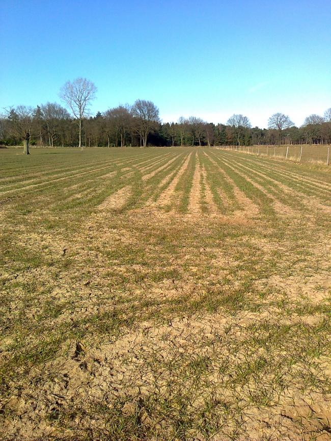foto016859131365359649.jpg