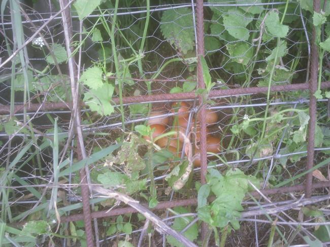 foto01721701338727547.jpg