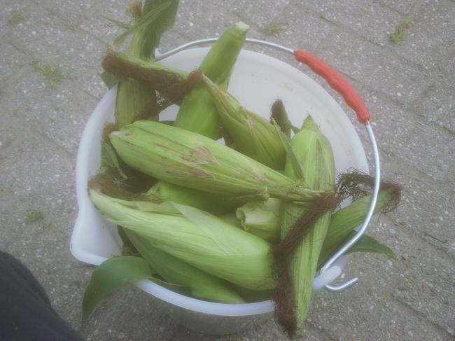 foto01867051343581753.jpg