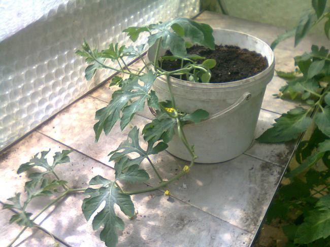 foto019119401375085669.jpg