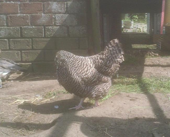 foto02339891340048979.jpg