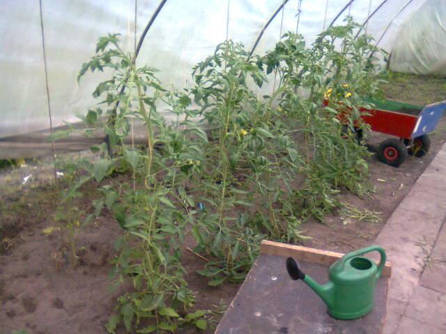 foto026520861340897892.jpg
