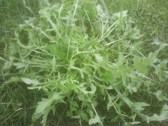 foto05267421339401554.jpg