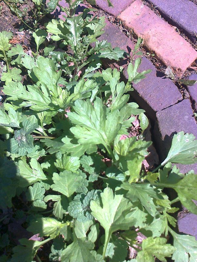 foto058114571369852822.jpg