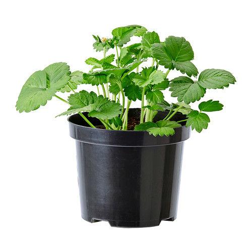 fragaria-plant0287774PE423806S491051431008867.JPG