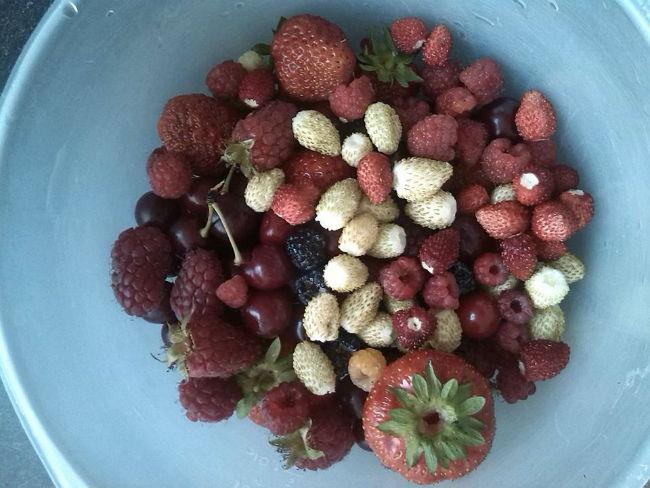 fruit49201435607449.jpg
