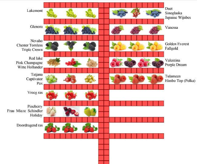 fruittuin50621475234634.jpg