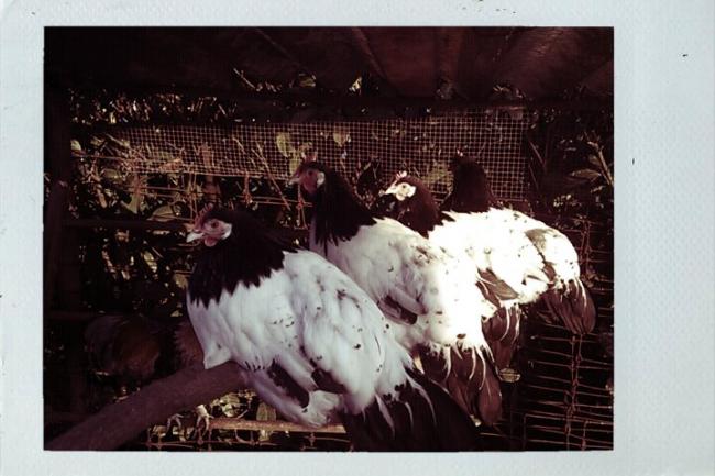 fxcam132179933998233381330956225.jpg