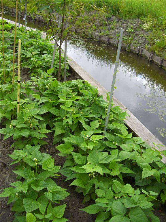 garden-2011-03578241338746979.jpg