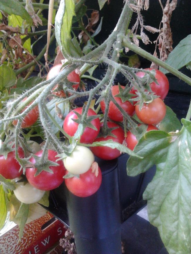 garten-perle-22-aug-201280011345721010.JPG