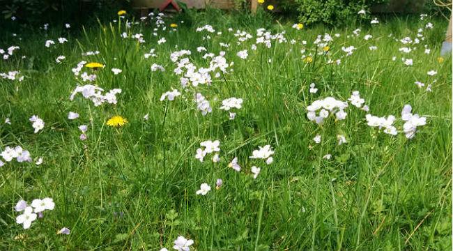 gazon-bloemenweide83551491475543.jpg