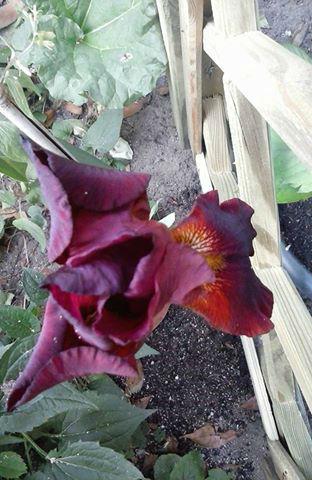 gekochte-licht-roze-iris-rood75851435351569.jpg