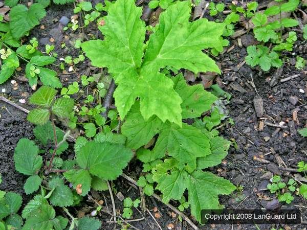 giant-hogweed-young-rosette74321369834711.jpg