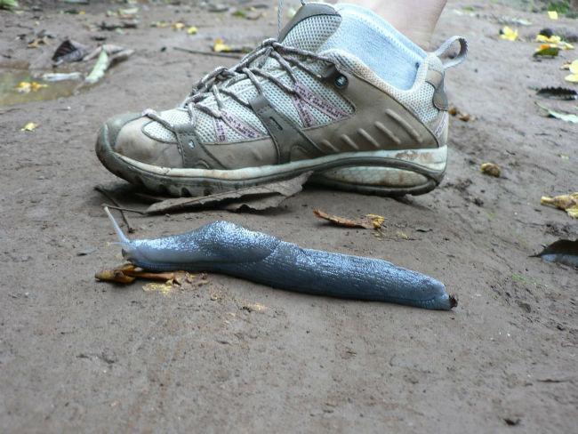 giant-slug-and-shoe91821466135595.jpg