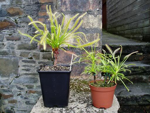 giantstam79461375342963.JPG