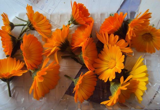 goudsbloem-oogst-om-te-drogen92951373741962.jpg