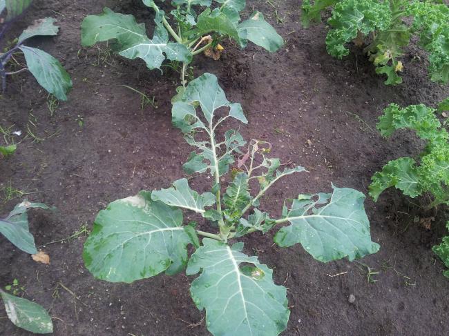 groentetuin22621344167550.jpg
