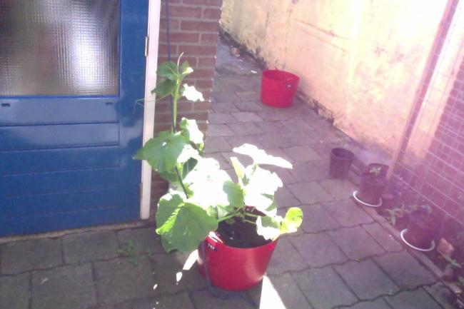 grootste-pompoen-mag-klimmen44901341134848.jpg