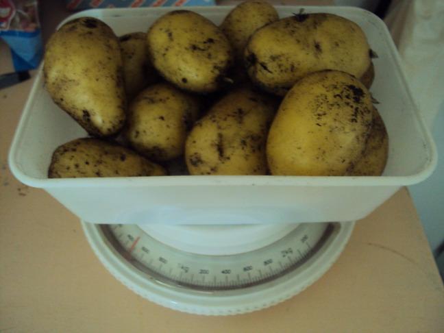 grote-aardappels88301374064196.JPG