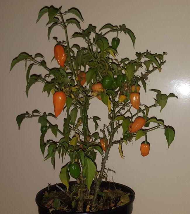 habanerobinnen63951478451369.jpg