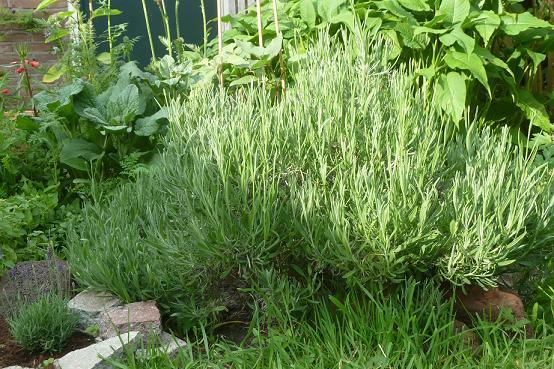 hele-lavendel-update-a84041372194191.JPG