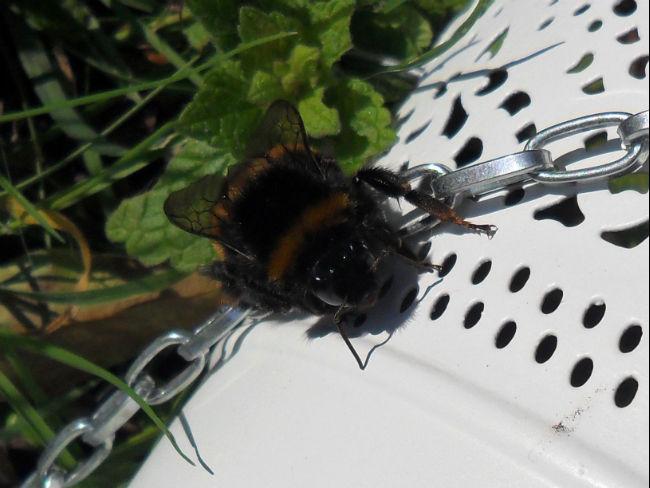 hommel297041455831540.jpg