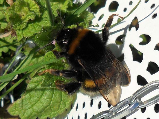 hommel62511455831530.jpg