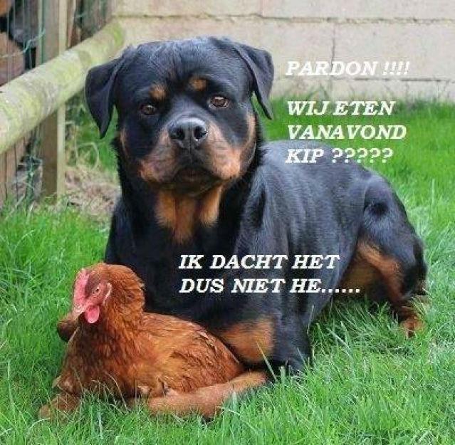 hond-kip87241458053176.jpg