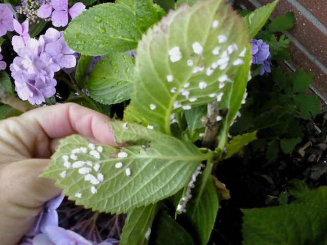 Woldopluis in mijn hortensia's...? - Moestuin Forum | Voor en door