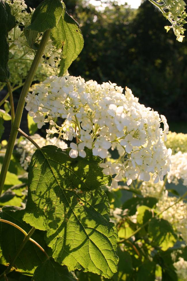hortensia41991342528125.JPG