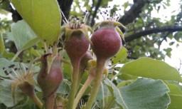 htc-desire-tuin-(-tomaten-enzo-)-04456461368970303.jpg
