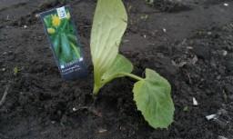 htc-desire-tuin-(-tomaten-enzo-)-04535061368970309.jpg