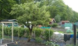 htc-desire-tuin-(-tomaten-enzo-)-05452631368970296.jpg